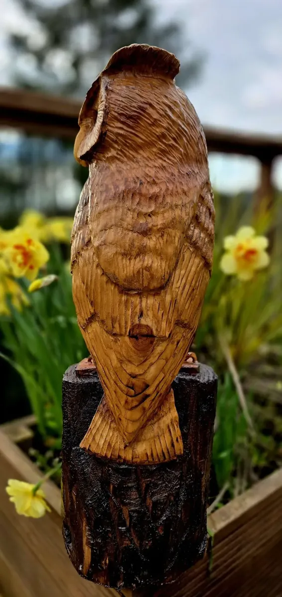 Alfie the Long Eared Owl view 3