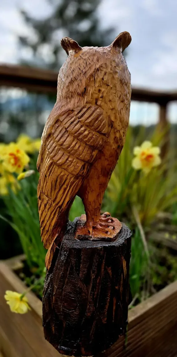Alfie the Long Eared Owl view 4