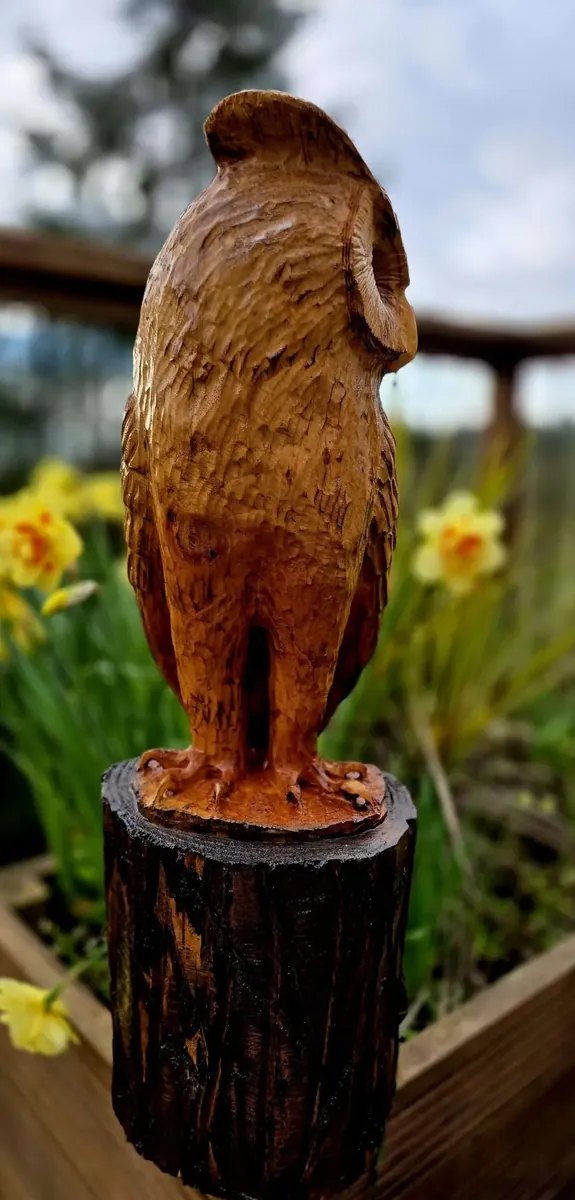 Alfie the Long Eared Owl view 5