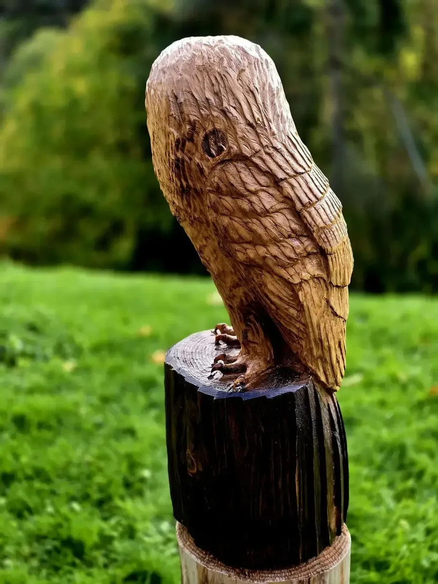 Apollo the Tawny Owl view 3
