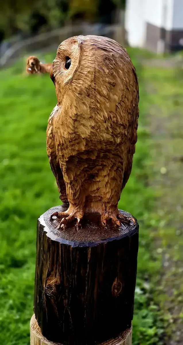 Apollo the Tawny Owl view 4