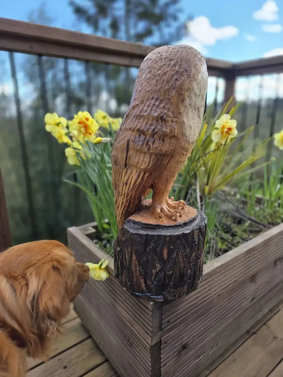 Arlo the Barn Owl view 3