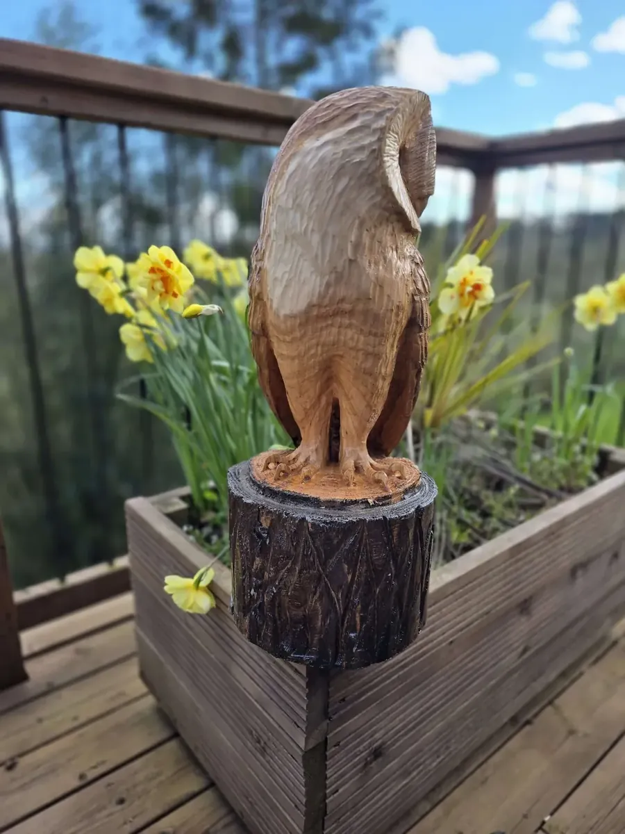 Arlo the Barn Owl view 4
