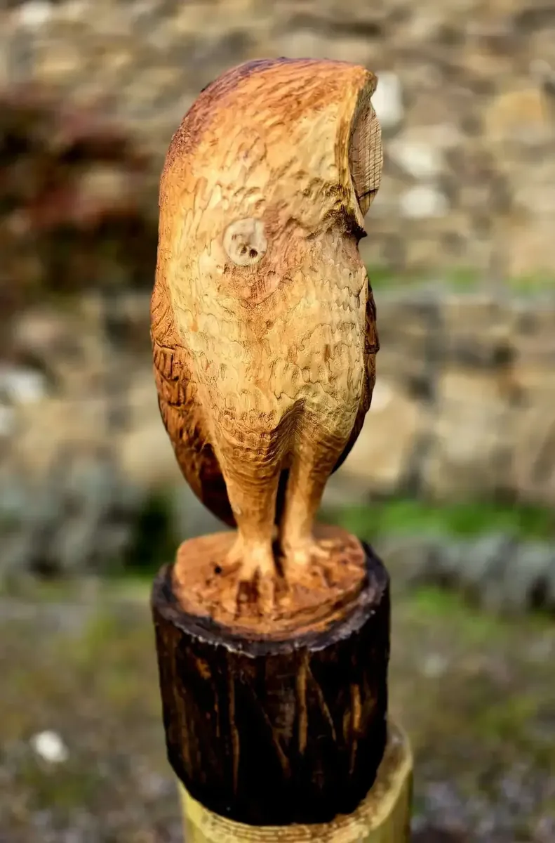 Baxter the Barn Owl view 3