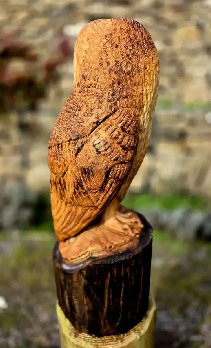 Baxter the Barn Owl view 4