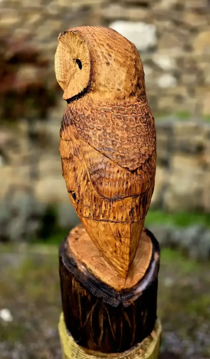 Baxter the Barn Owl view 5