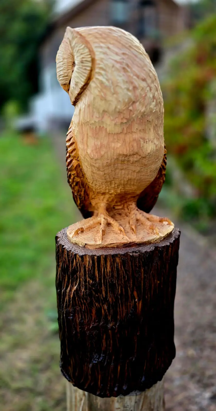 Boo the Barn Owl view 2