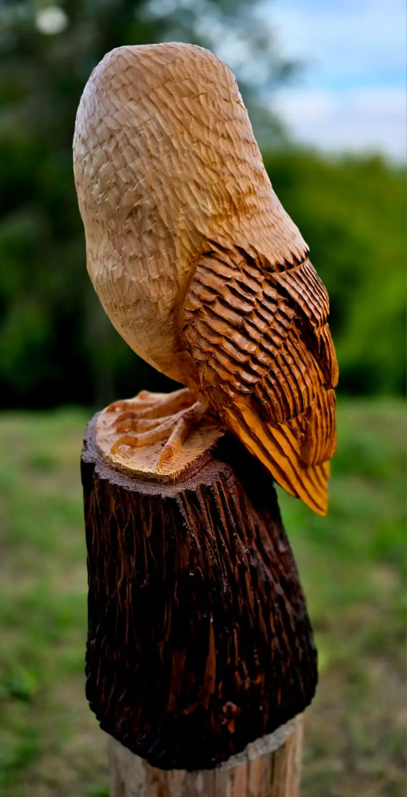 Boo the Barn Owl view 3