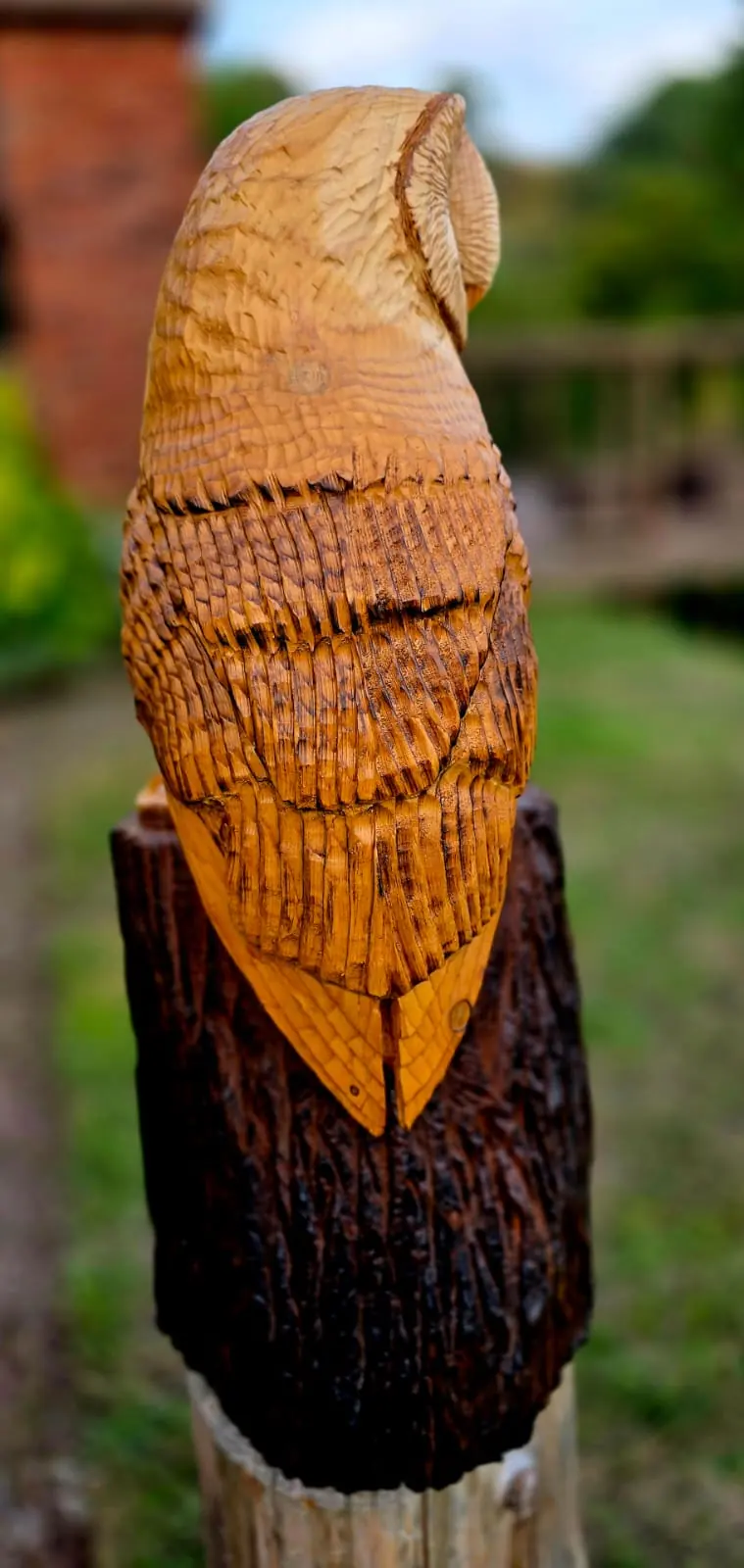 Boo the Barn Owl view 4
