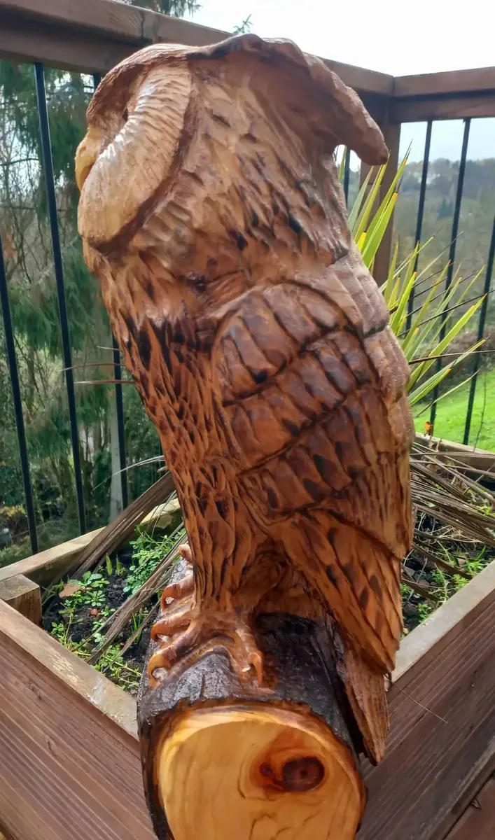 Chester the Long Eared Owl view 3