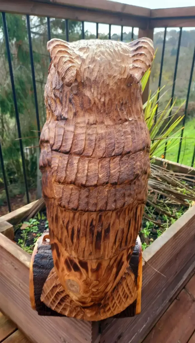 Chester the Long Eared Owl view 4