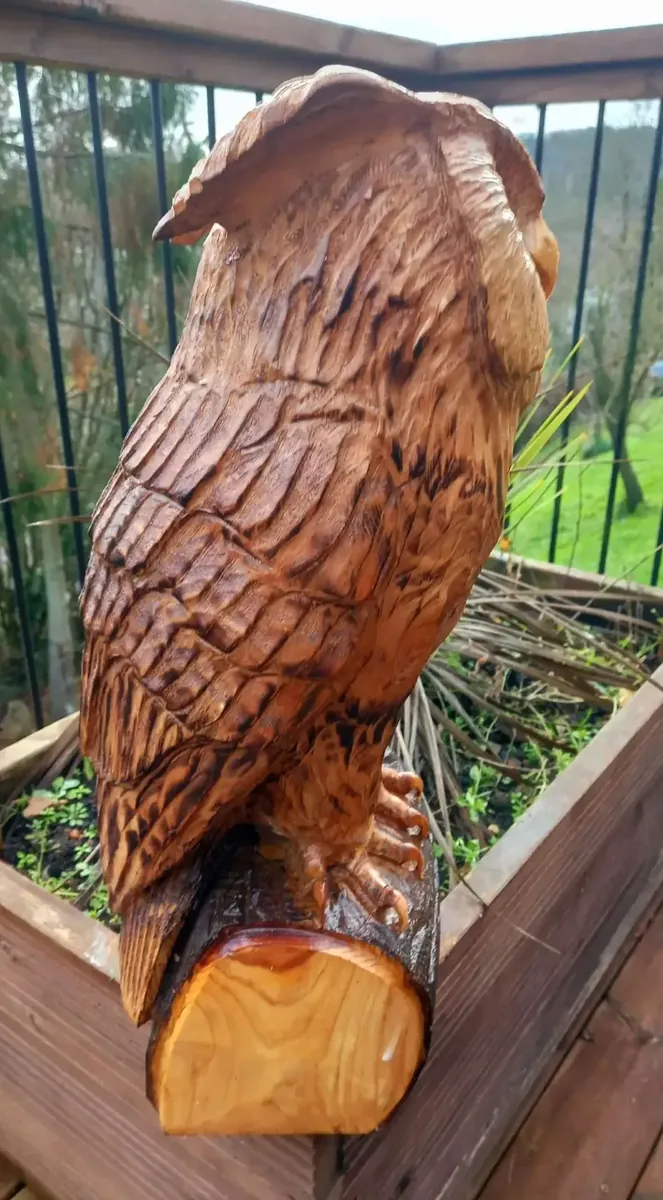Chester the Long Eared Owl view 5