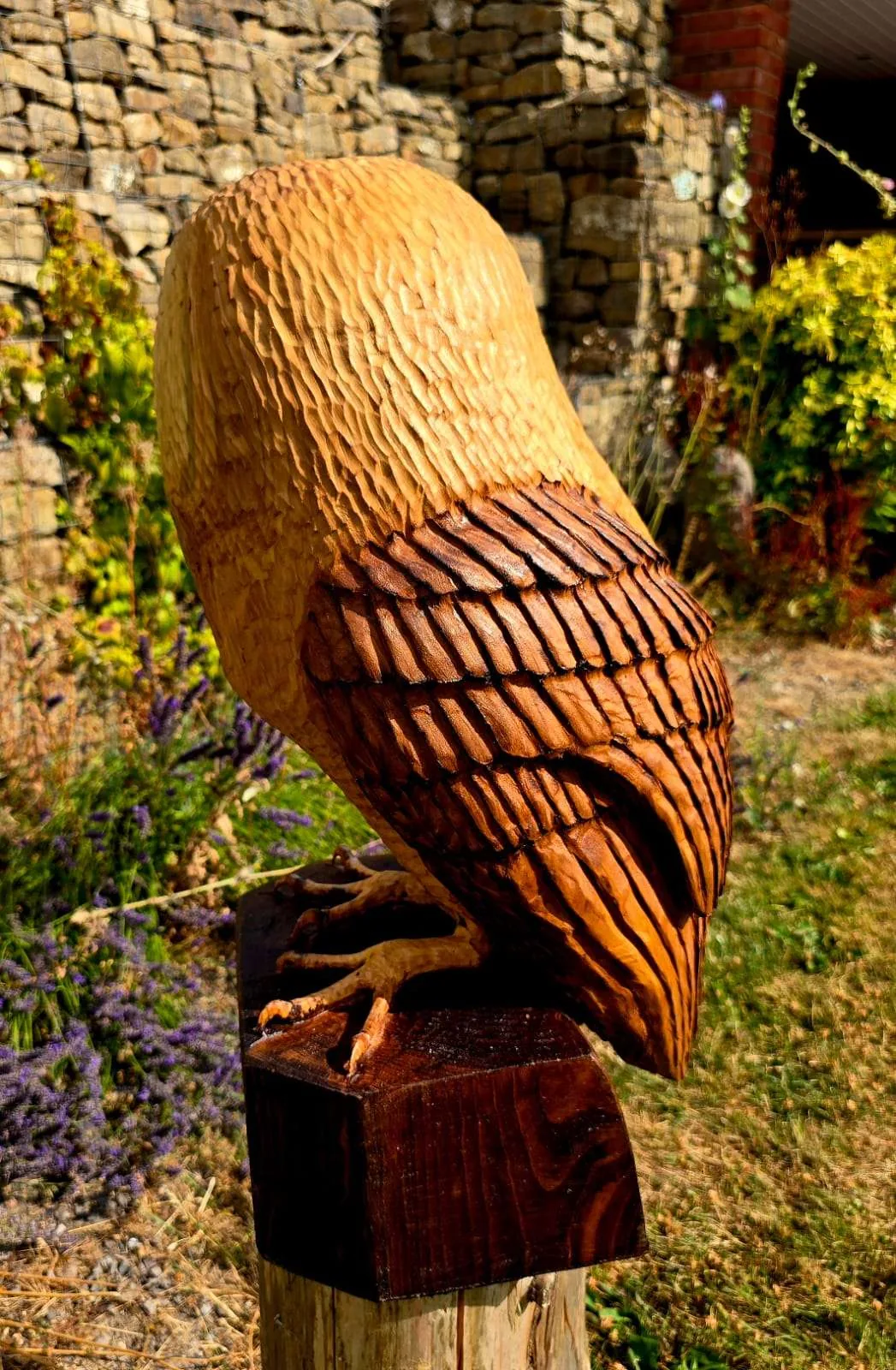 Choco the Barn Owl view 4