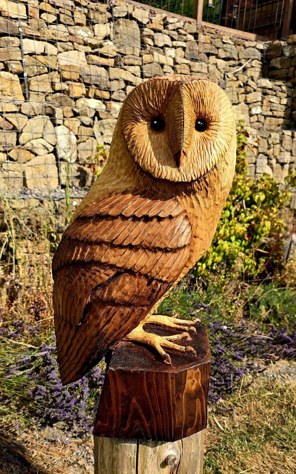 Choco the Barn Owl view 5