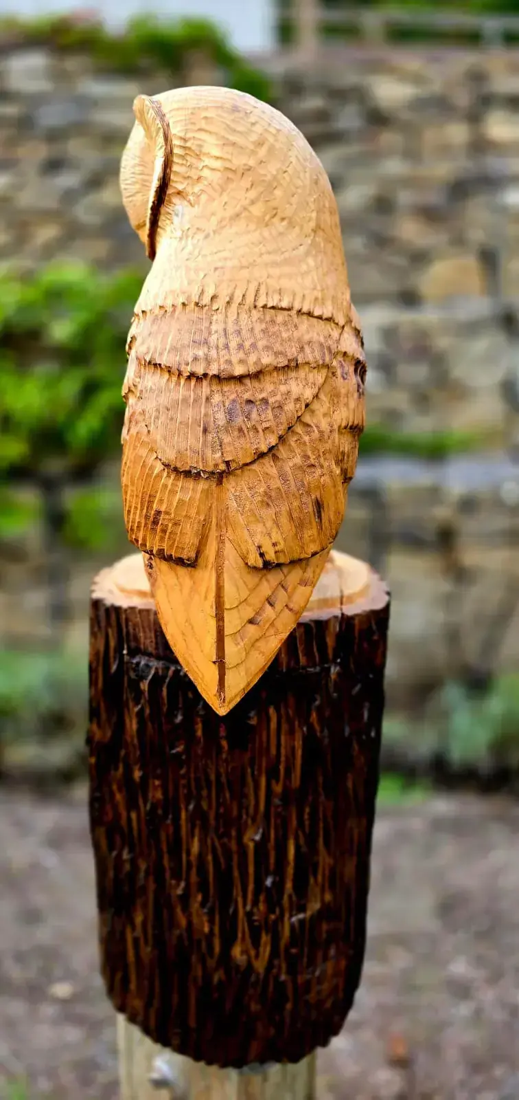 Dixie the Barn Owl view 2