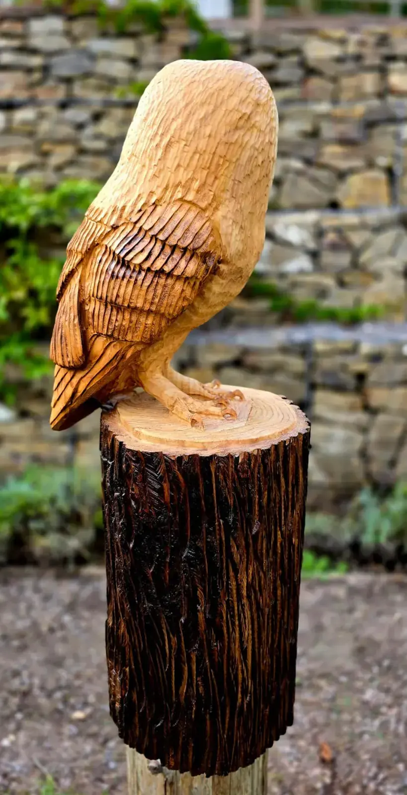 Dixie the Barn Owl view 3