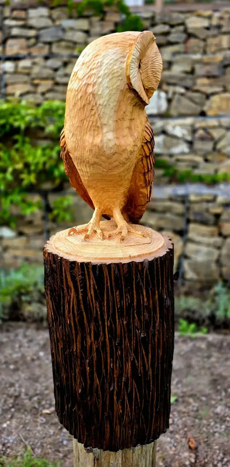 Dixie the Barn Owl view 4