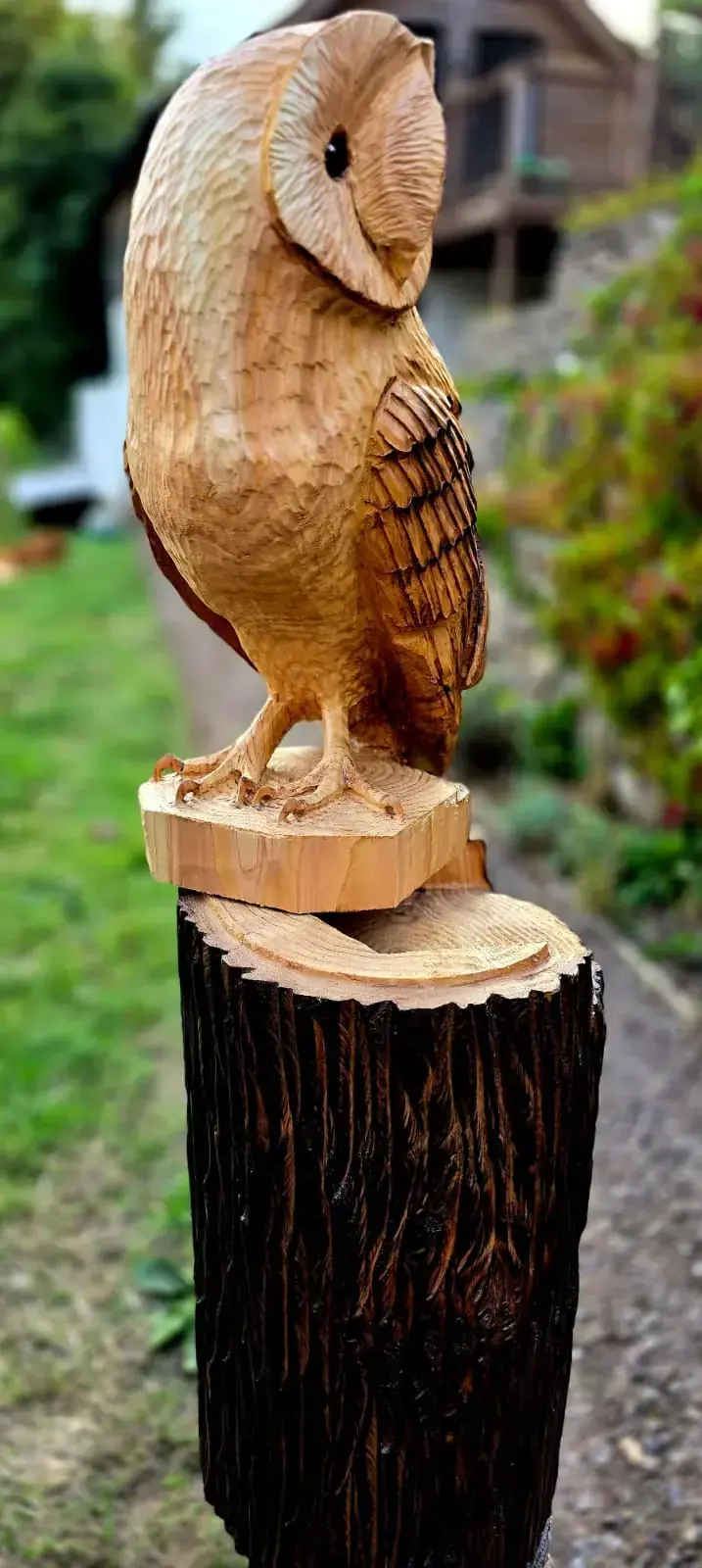 Dixie the Barn Owl view 5