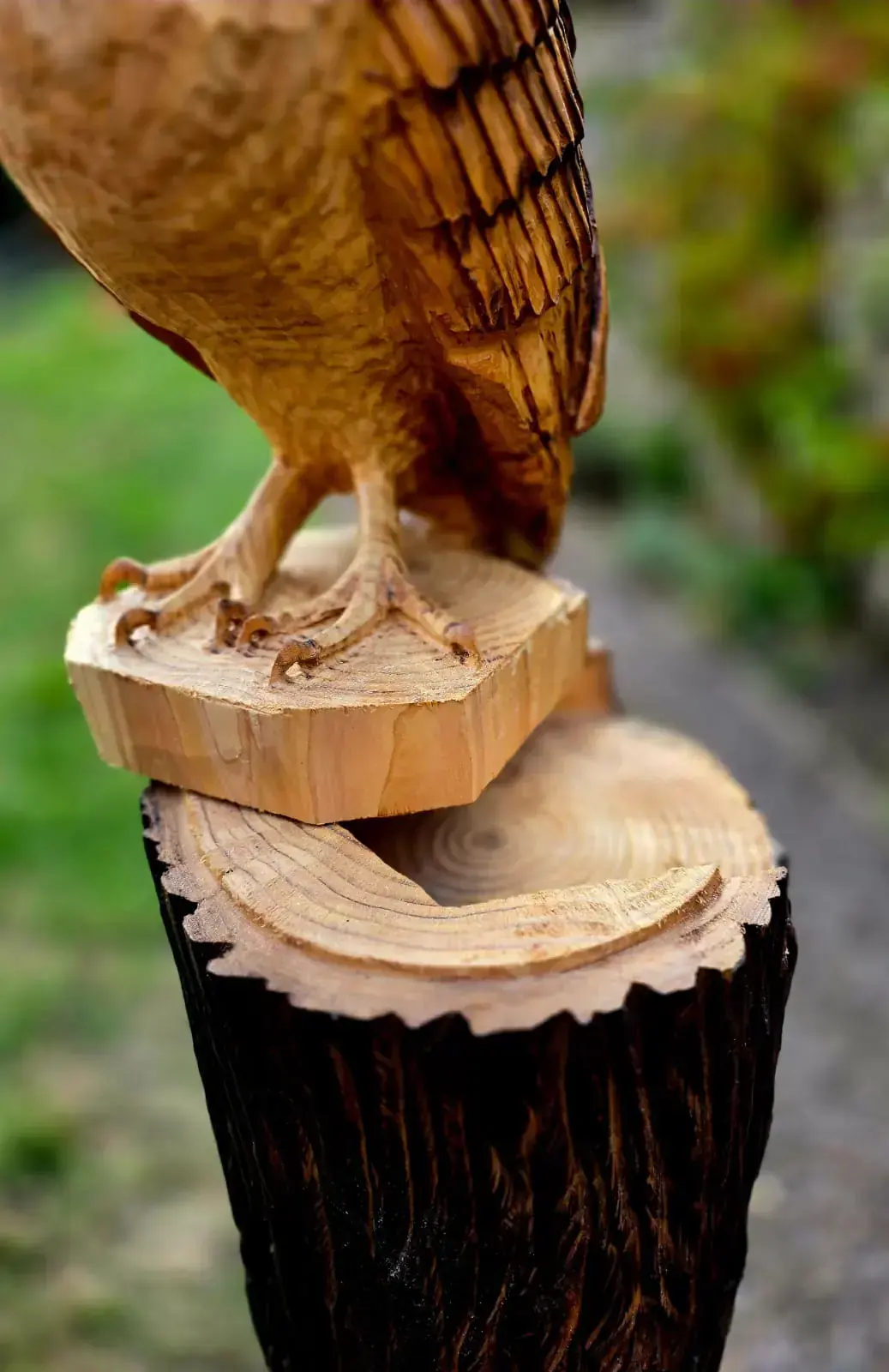 Dixie the Barn Owl view 6