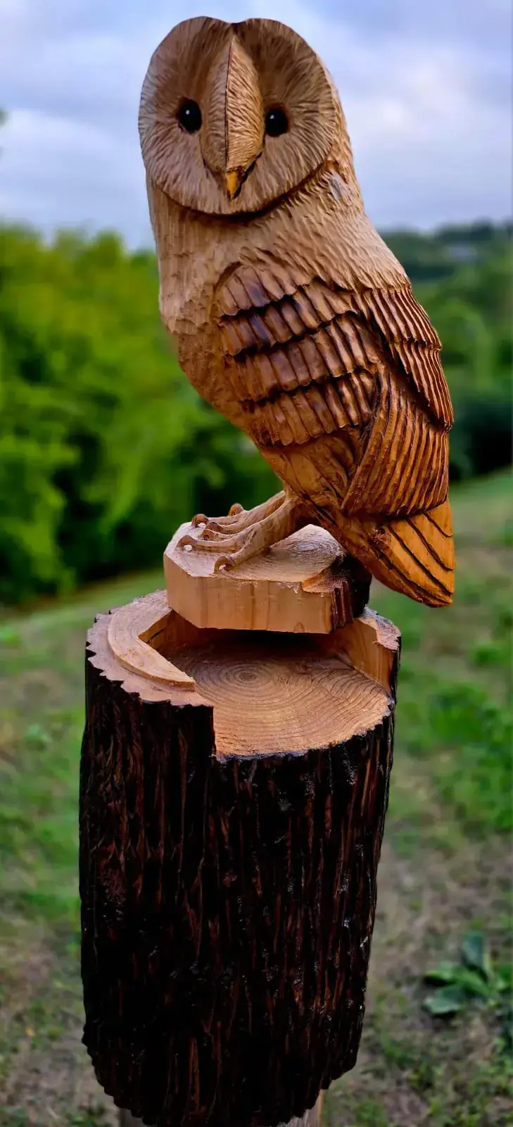 Dixie the Barn Owl view 7