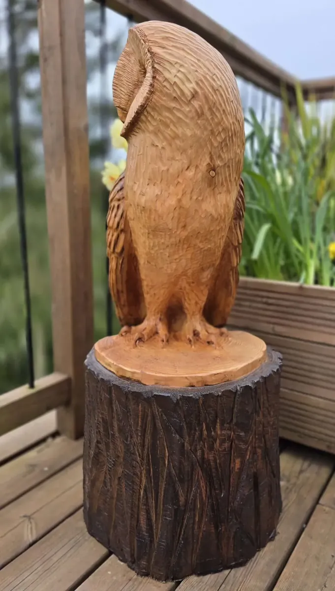 Drake the Barn Owl view 3