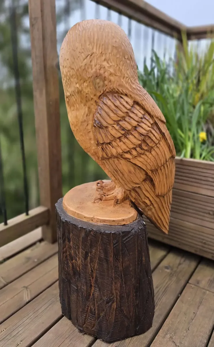 Drake the Barn Owl view 4