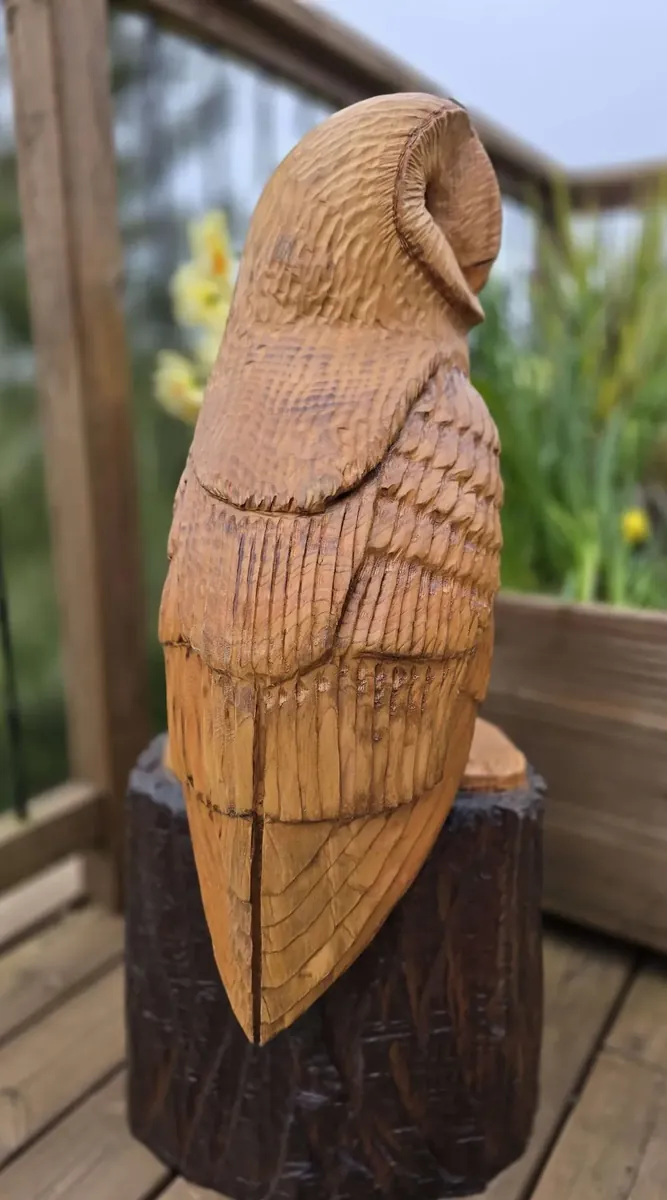 Drake the Barn Owl view 5