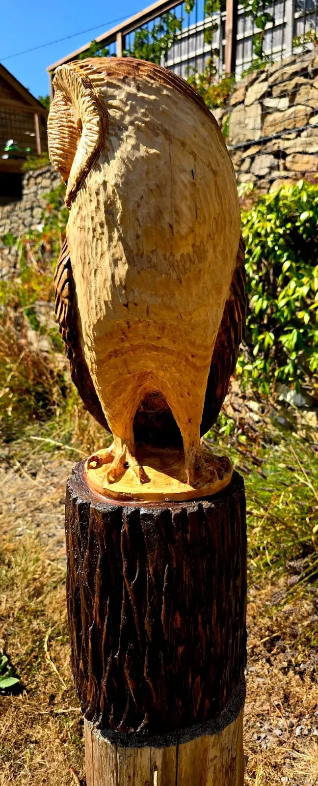 Echo the Barn Owl view 2