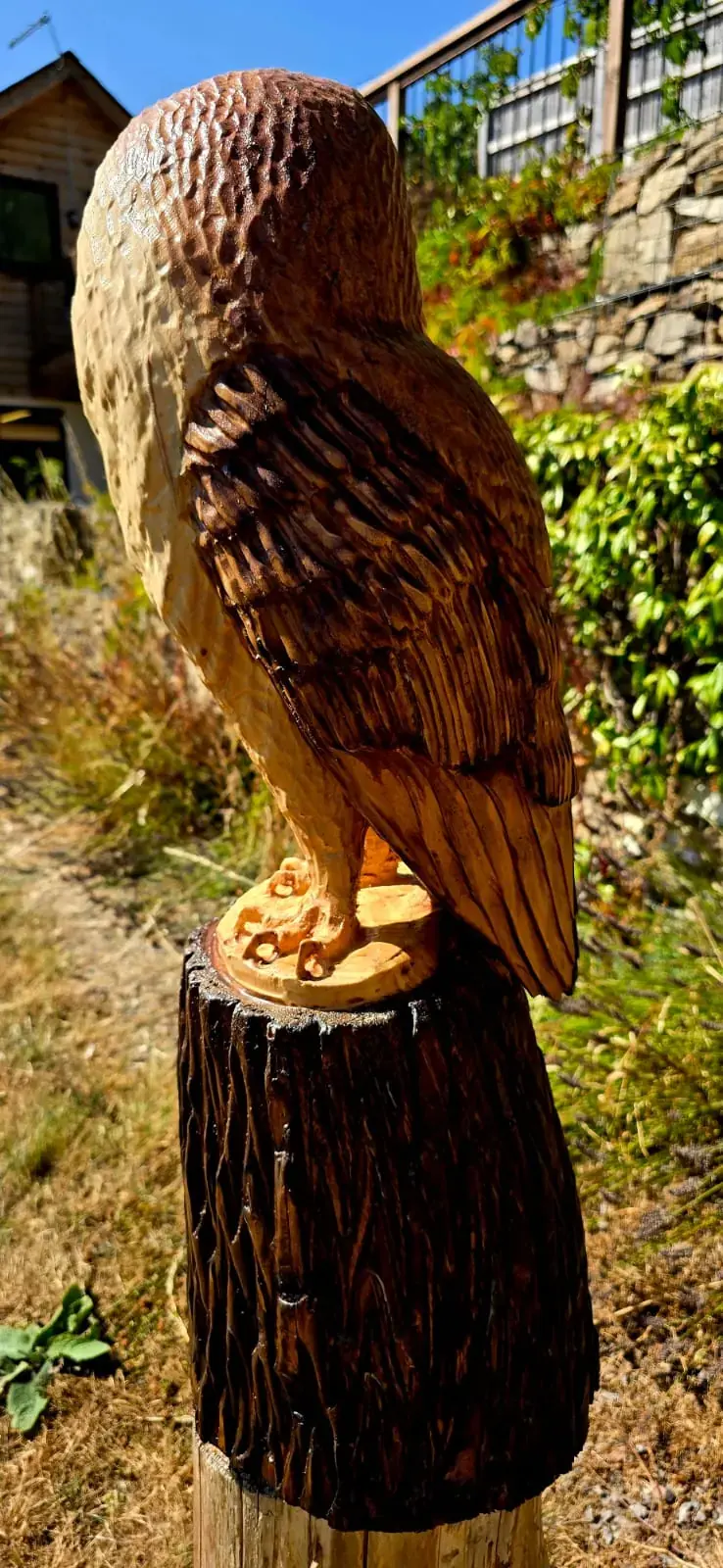Echo the Barn Owl view 3