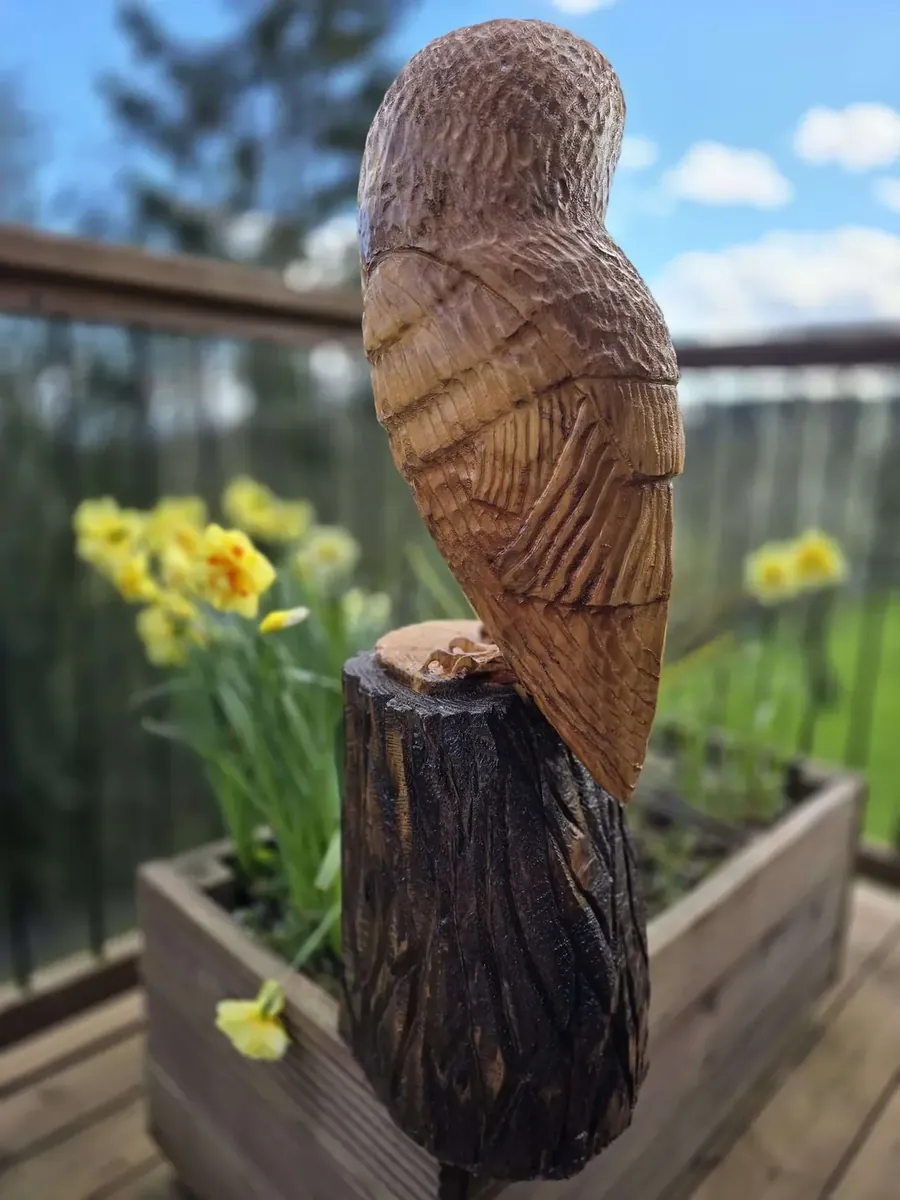 Elmo the Barn Owl view 3