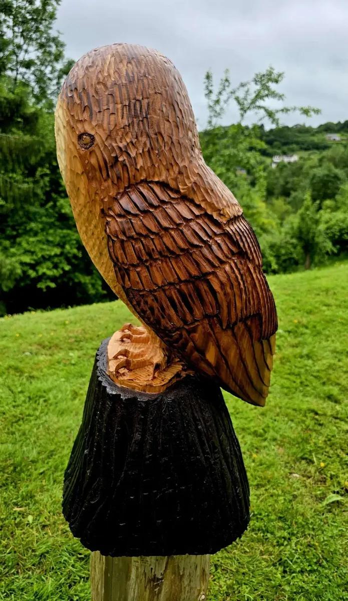 Elvis the Barn Owl view 3