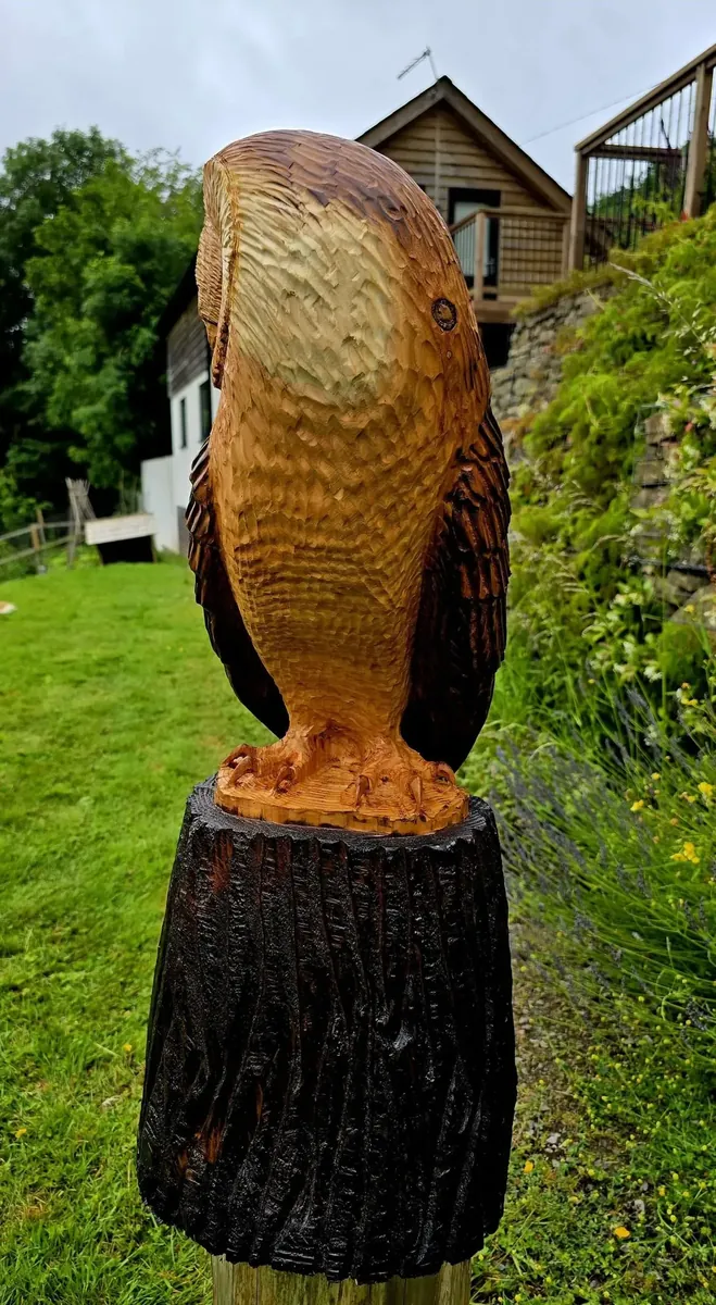 Elvis the Barn Owl view 4