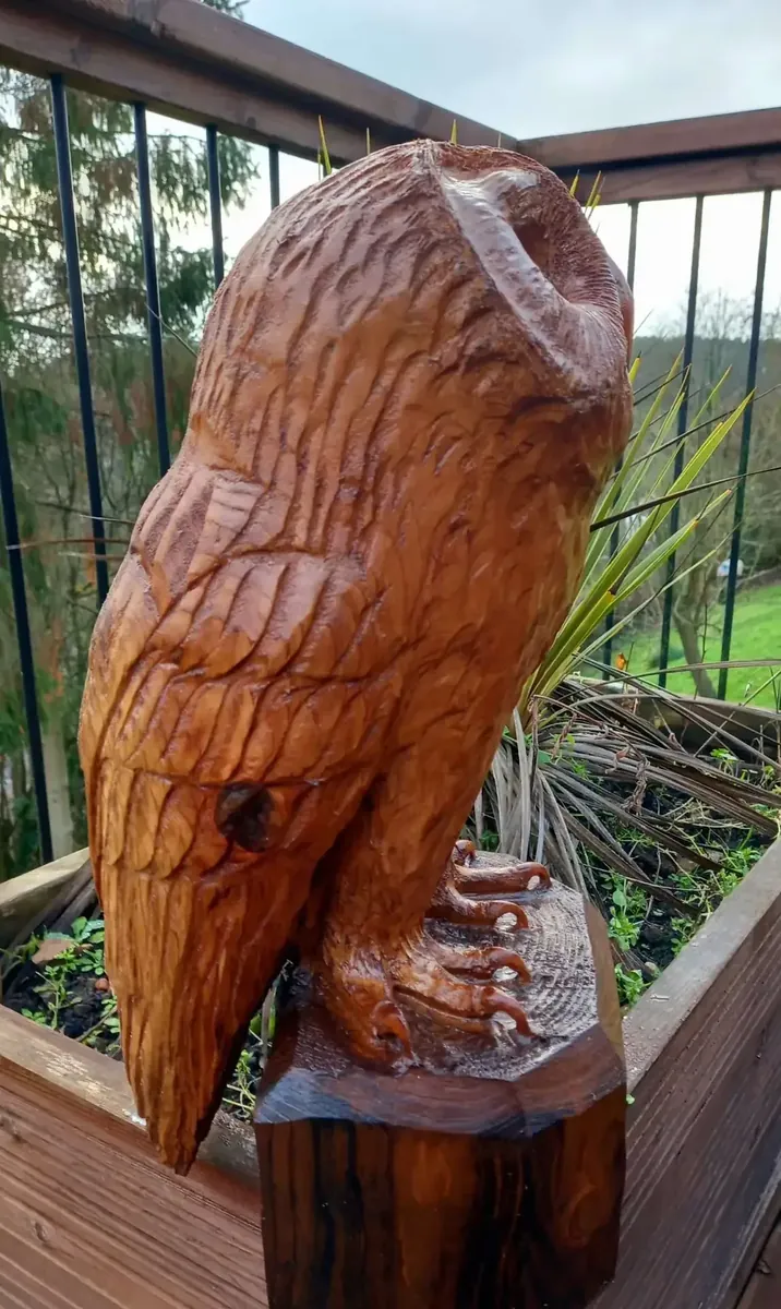 Felix the Tawny Owl view 4