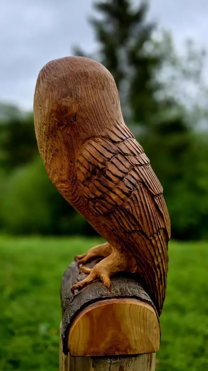 George the Barn Owl view 3