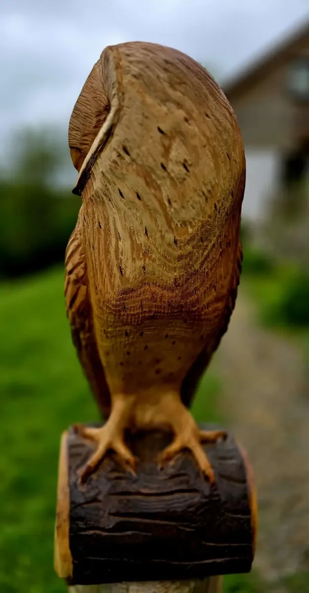George the Barn Owl view 4