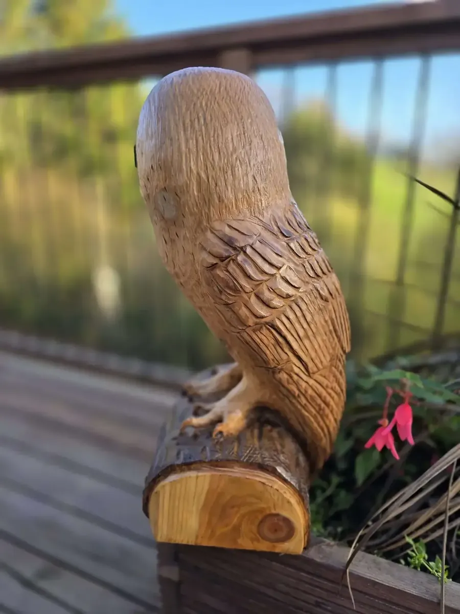 Harry the Barn Owl view 3
