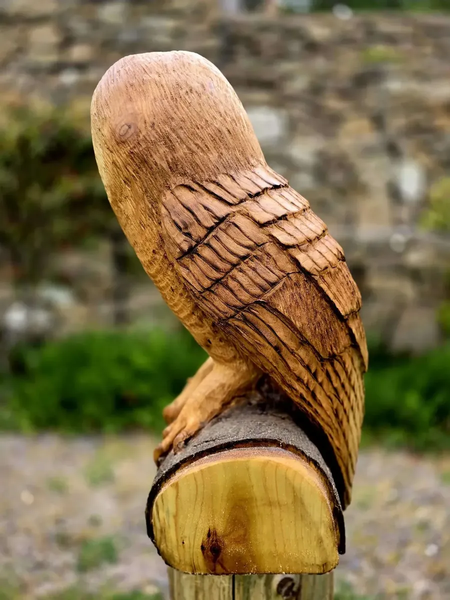 Henry the Barn Owl view 3