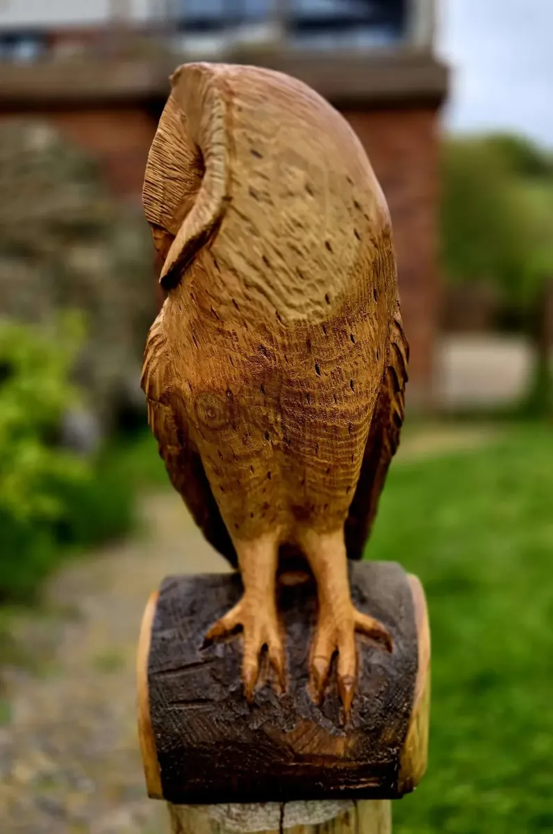 Henry the Barn Owl view 4
