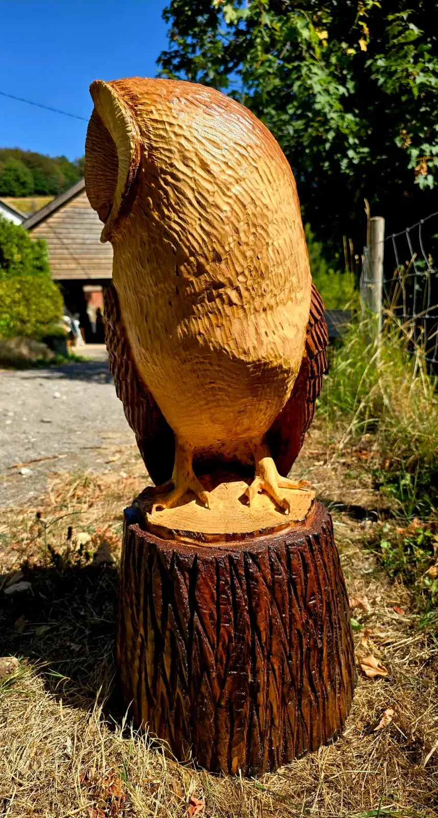 Hunter the Barn Owl view 4
