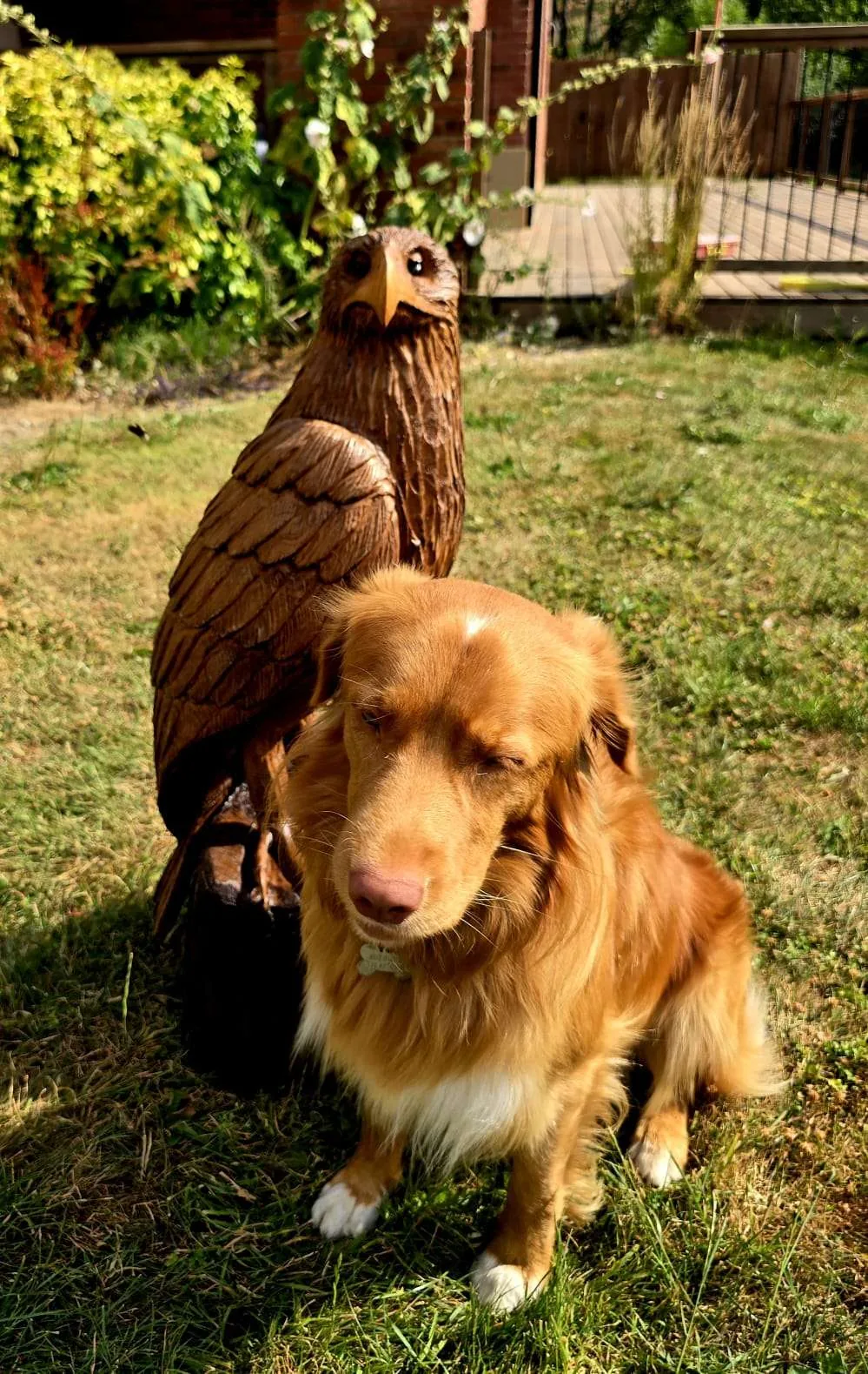 Juno the Eagle view 6