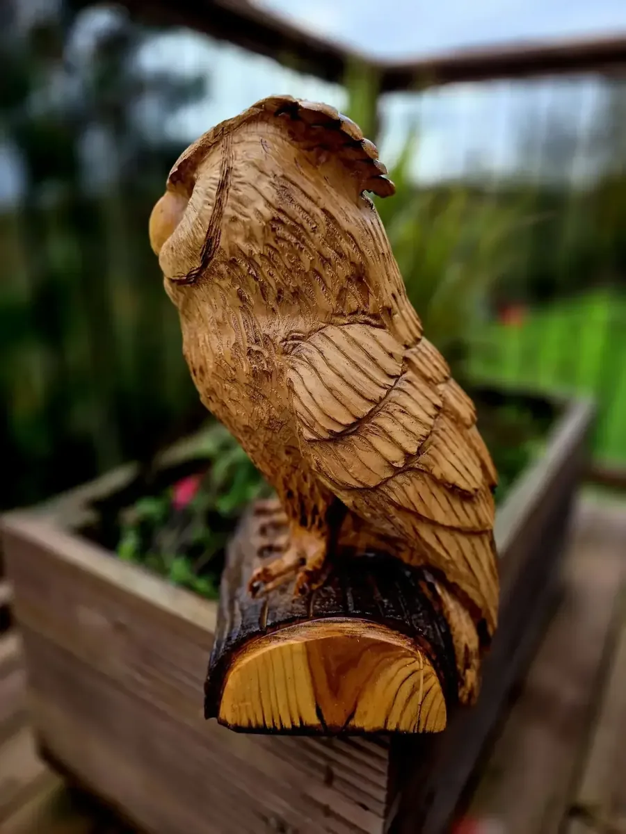 Loki the Eagle Owl view 4