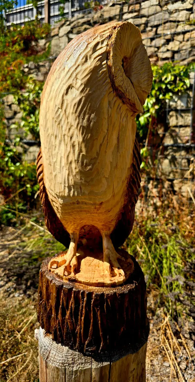 Luna the Barn Owl view 2