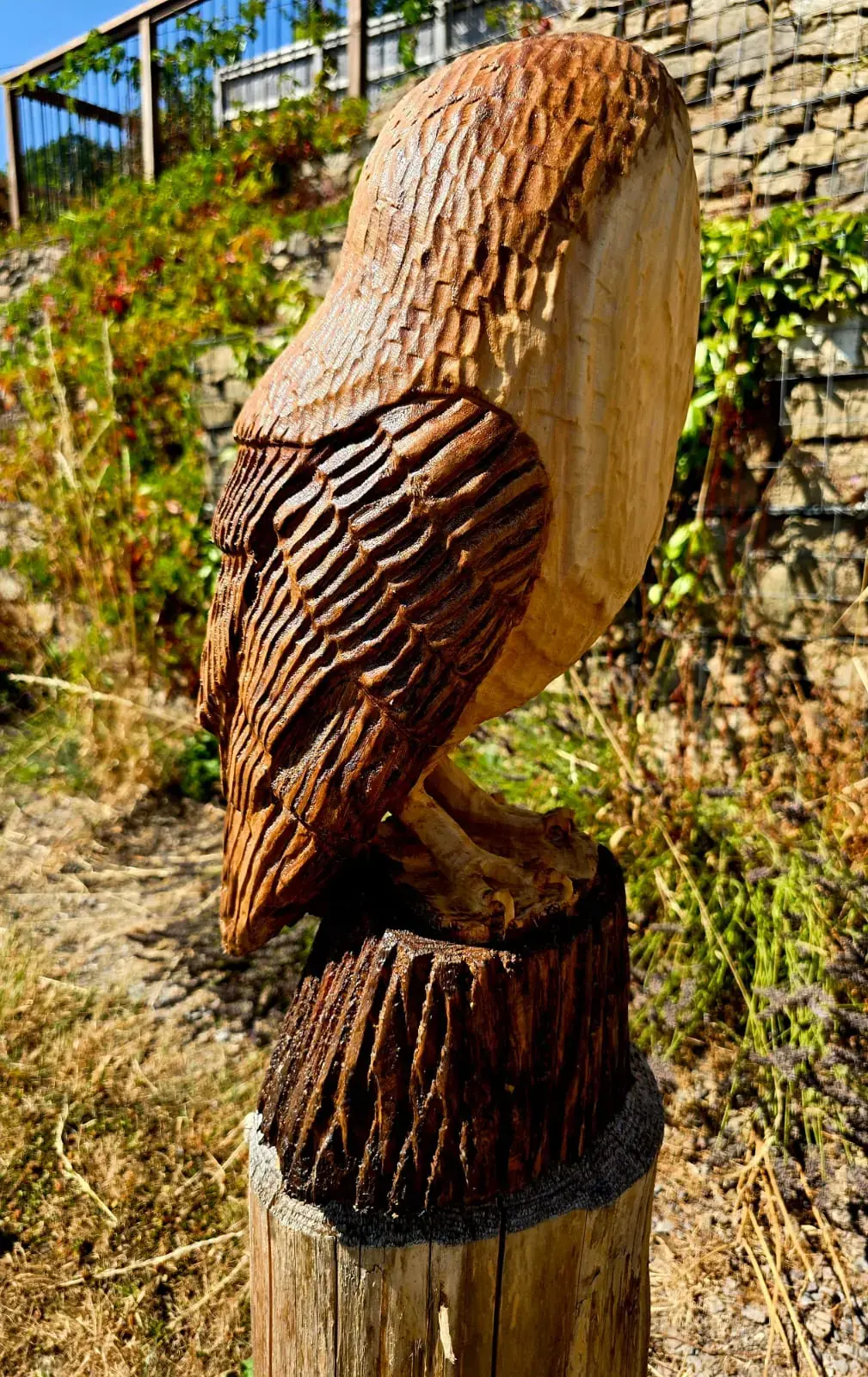 Luna the Barn Owl view 3