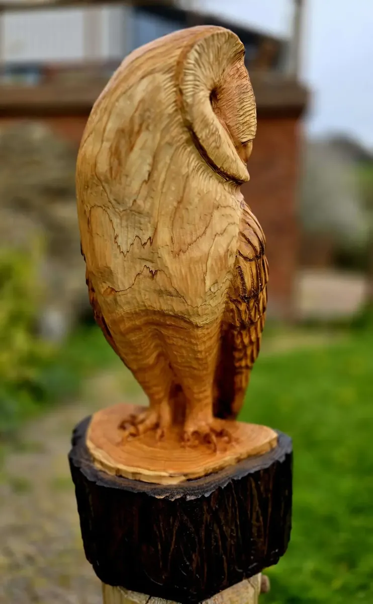 Monty the Barn Owl view 3