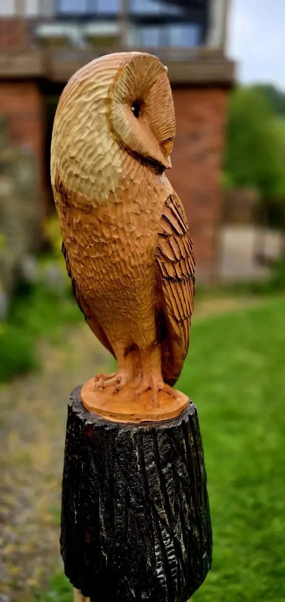 Orion the Barn Owl view 3