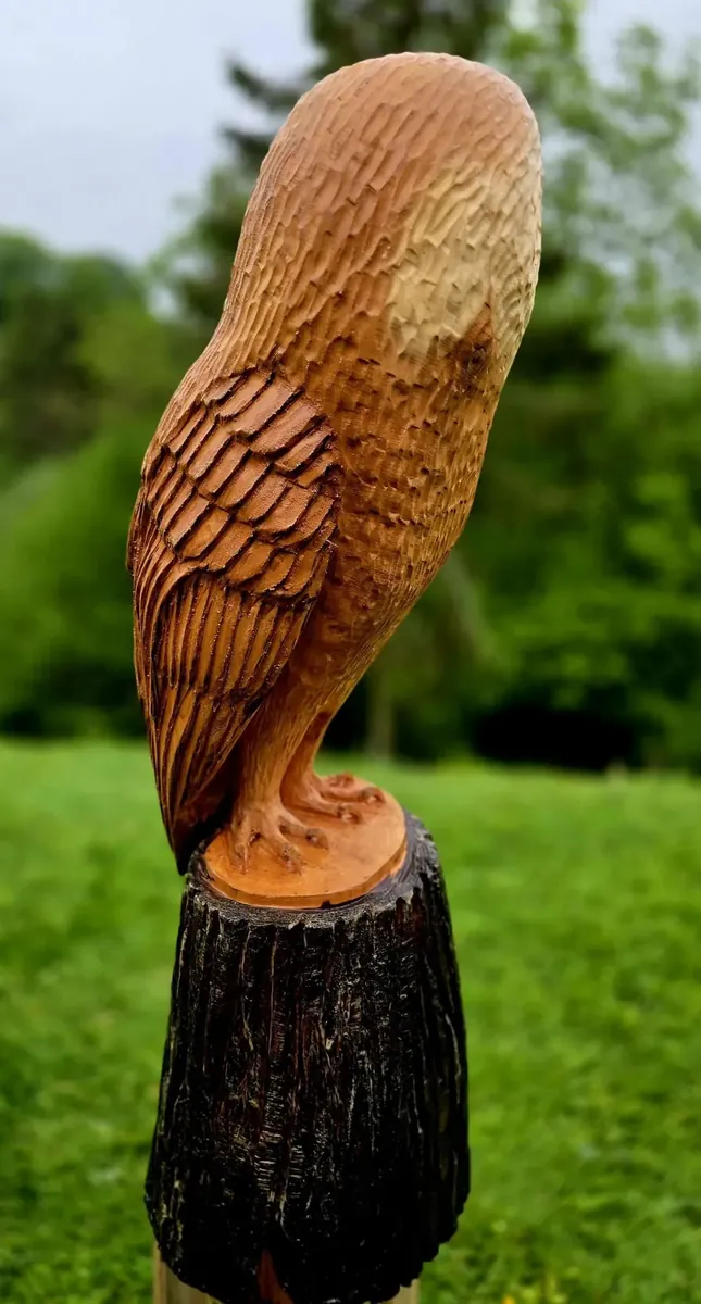 Orion the Barn Owl view 4