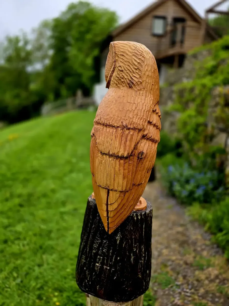 Orion the Barn Owl view 5