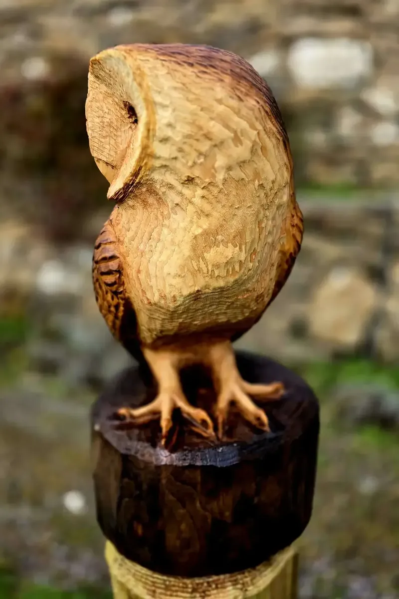 Percy the Barn Owl view 3