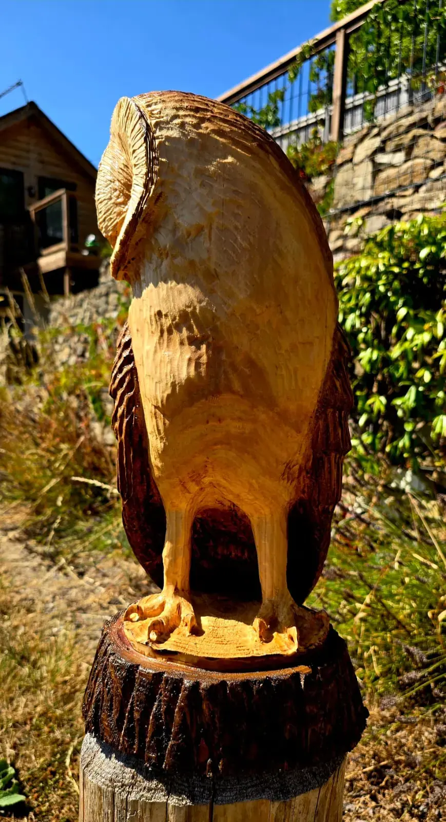 Roy the Barn Owl view 2
