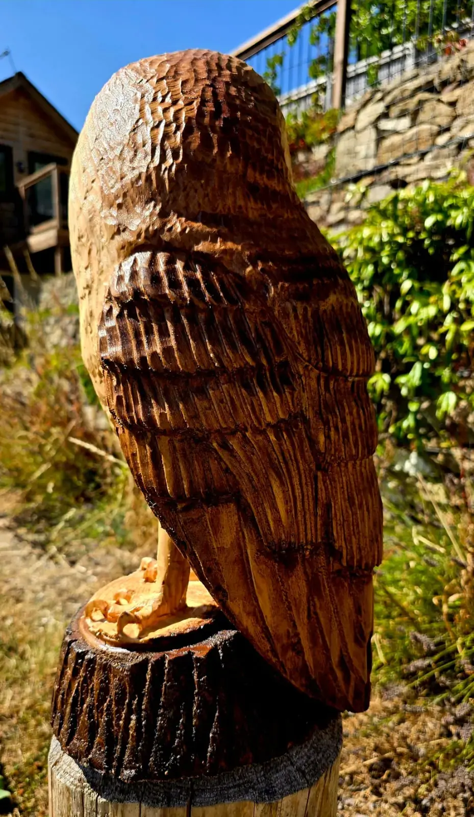 Roy the Barn Owl view 3